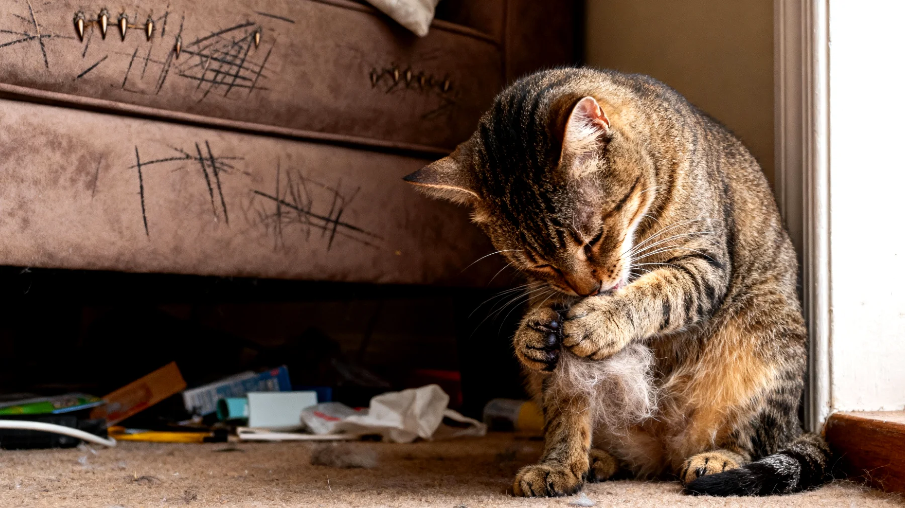 Erwachsene Katzen zeigen häufig Stresssymptome wie übermäßiges Putzen, Kratzen an Möbeln oder Unsauberkeit, wenn sie keine ausreichenden Möglichkeiten zur Entspannung und zum Stressabbau in ihrer Umgebung haben"