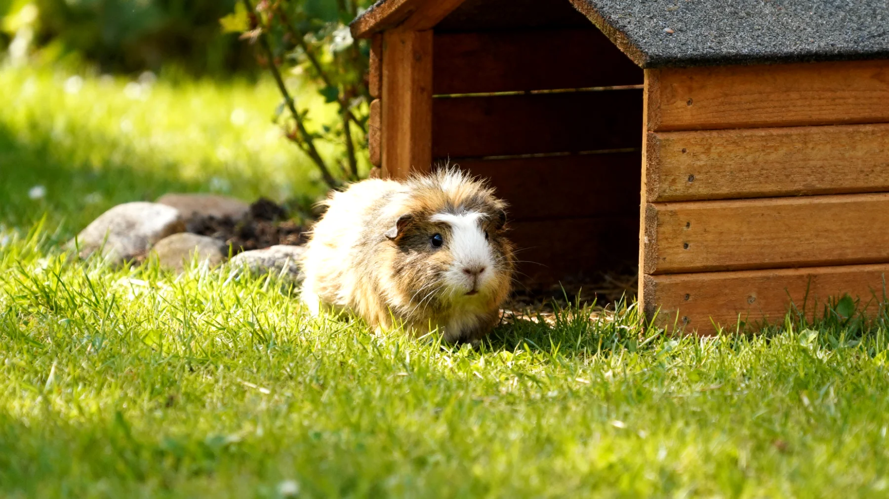 Meerschweinchen benötigen nach der Adoption eine sichere und stressfreie Eingewöhnungsphase im Garten, um Vertrauen aufzubauen und sich an die neue Umgebung mit ihren spezifischen Geräuschen, Gerüchen und potenziellen Gefahren anzupassen"